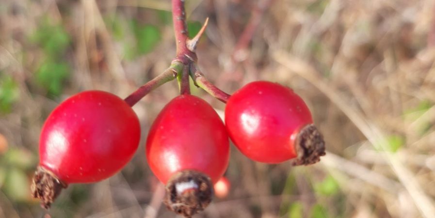 L’Automnal gourmand – Découverte et apéritif avec les plantes sauvages d’automne